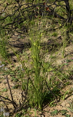 Bobartia