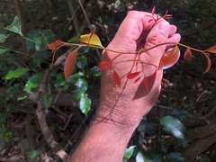 Cryptocarya bidwillii