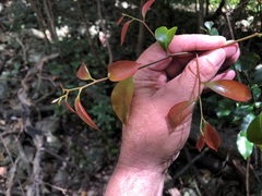 Cryptocarya bidwillii