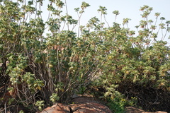 Melianthus comosus