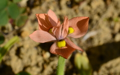 Moraea papilionacea