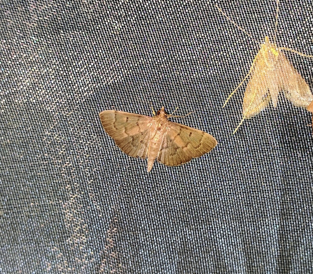 Grass Webworm Moth From Pos Tuel Kelantan Malaysia On August 13 2022   Large 