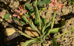 Moraea papilionacea