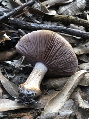 Cortinarius albidolilacinus