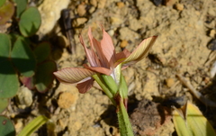 Moraea papilionacea