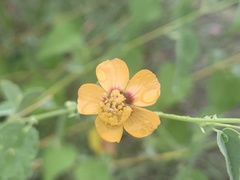 Abutilon incanum