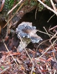 Craterellus cornucopioides