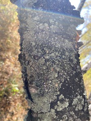 Flavopunctelia soredica