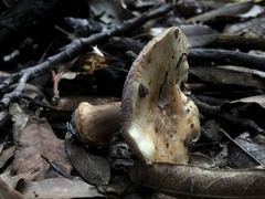 Cortinarius albidolilacinus