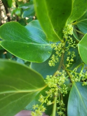Griselinia littoralis