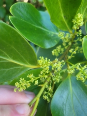 Griselinia littoralis