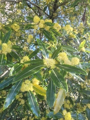 Pittosporum eugenioides
