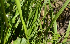 Geochloa