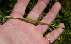 Geochloa