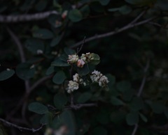 Blaesodiplosis