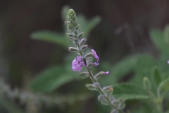Aloysia macrostachya
