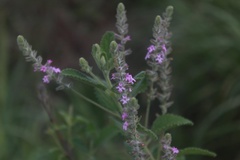 Aloysia macrostachya