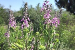 Aloysia macrostachya