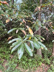 Quercus imbricaria