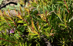 Leucadendron salignum