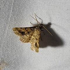 Frederickia s-signata