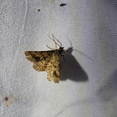 Frederickia s-signata