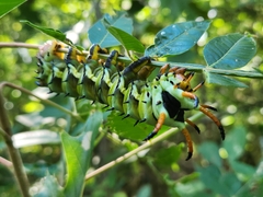Citheronia regalis