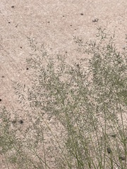 Eragrostis lehmanniana