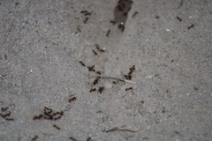 Pogonomyrmex barbatus