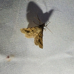 Frederickia s-signata