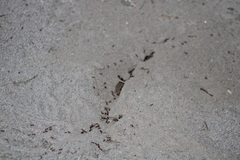 Pogonomyrmex barbatus