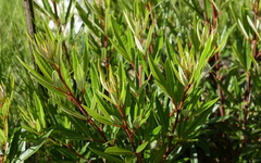 Searsia angustifolia