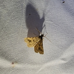 Frederickia s-signata