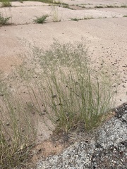 Eragrostis lehmanniana