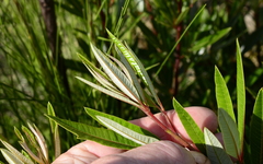 Searsia angustifolia