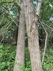 Quercus imbricaria