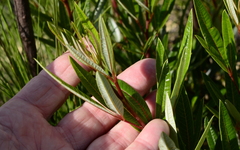 Searsia angustifolia