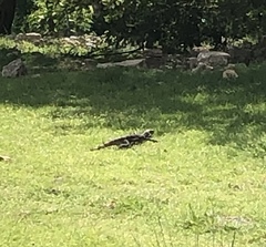Iguanidae
