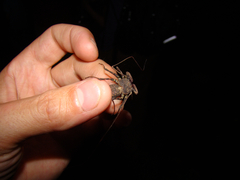 Amblypygi