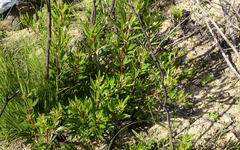 Searsia angustifolia