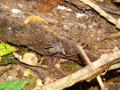 Amblypygi