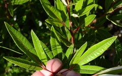 Searsia angustifolia