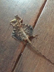 Draco