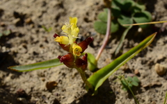 Lachenalia orchioides