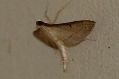 Bradina admixtalis