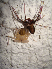 Amblypygi