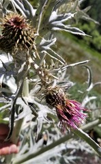 Cirsium douglasii douglasii
