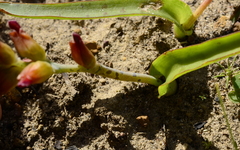 Lachenalia orchioides