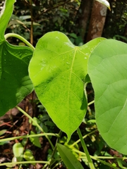 Endospermum peltatum