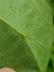 Endospermum peltatum